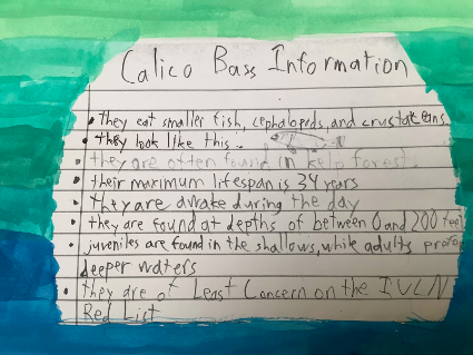 Calico Bass facts