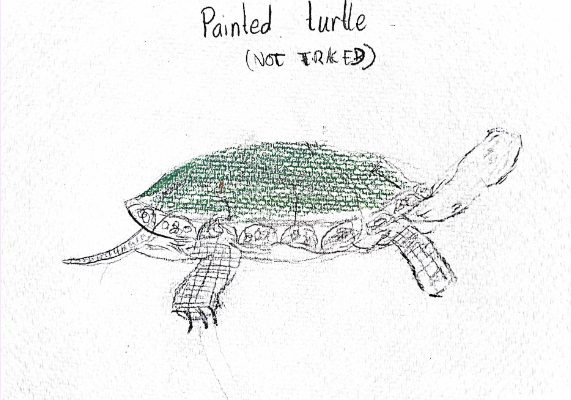 Painted Turtle 2